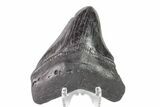 Fossil Megalodon Tooth - Georgia #151544-1